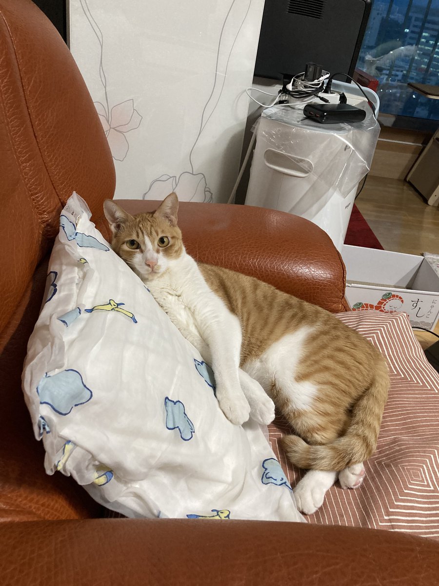 forBori_'s tweet photo. 요염한 자세 https://t.co/OdAYMaM5mJ