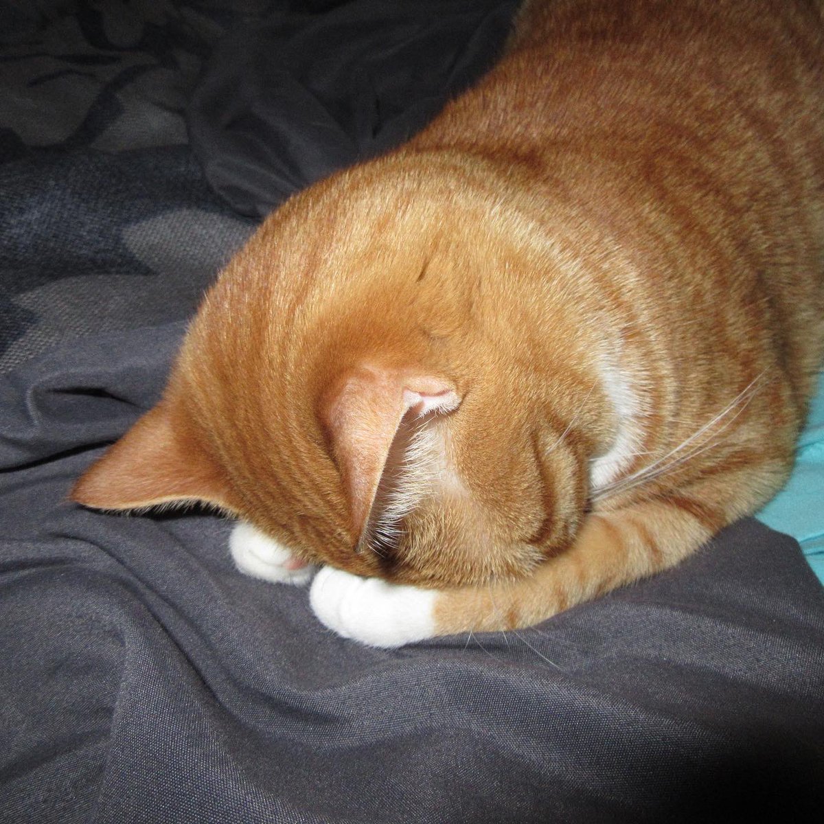 ColeTheBlackCat's tweet photo. Anyone else feel a little like Marmalade this morning? 😴

#cats #CatsOfTwitter #isitfridayyet https://t.co/cV2TWzYK4O