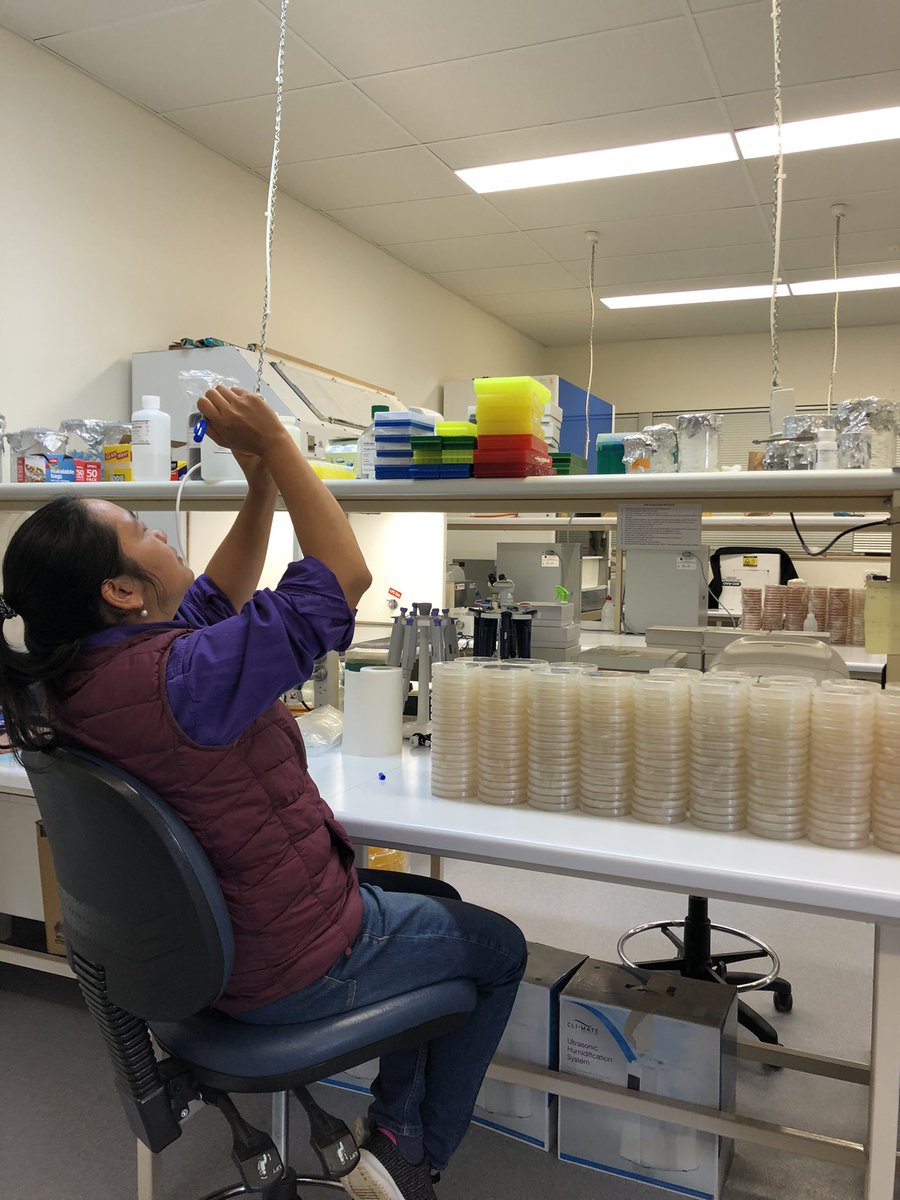 Colony counting is funnn! We’re assessing the decontamination efficacy of cleaning agents against devastating soilborne pathogens #Verticillium &amp; black root rot. Stay tuned for updates!
Spoil alert: 70% ethanol &amp; 25% household bleach are among the best by far <a href="/CottonResearch/">CRDC</a>