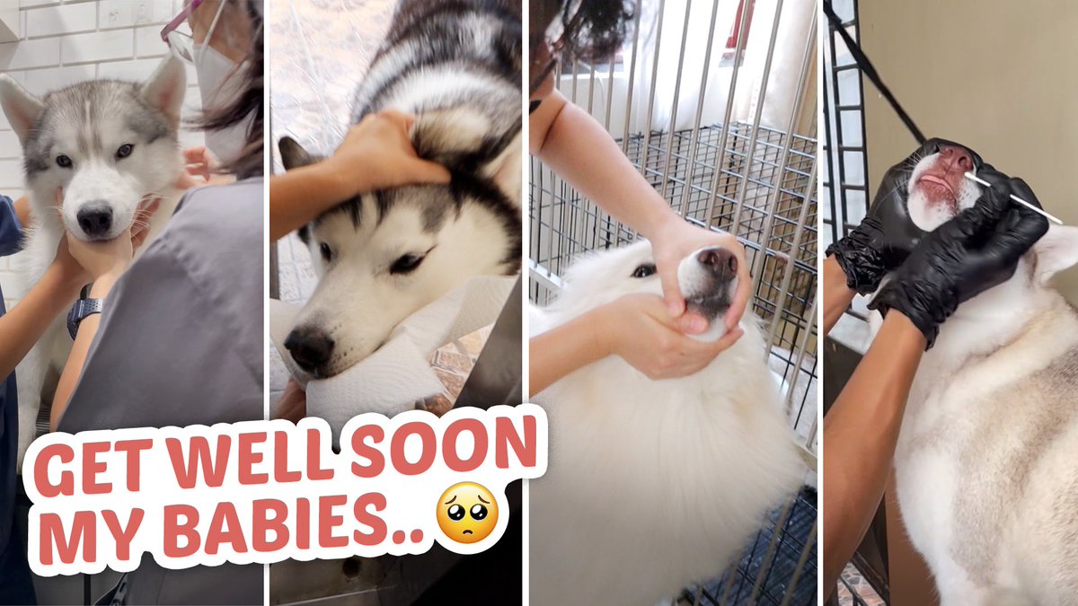 *NEW UPLOAD* 🤒🐾
4 out of 5 ng mga husky ko MAY SAKIT.. (Testing for DISTEMPER)

YT Link: youtu.be/Y0TnUobQqBo