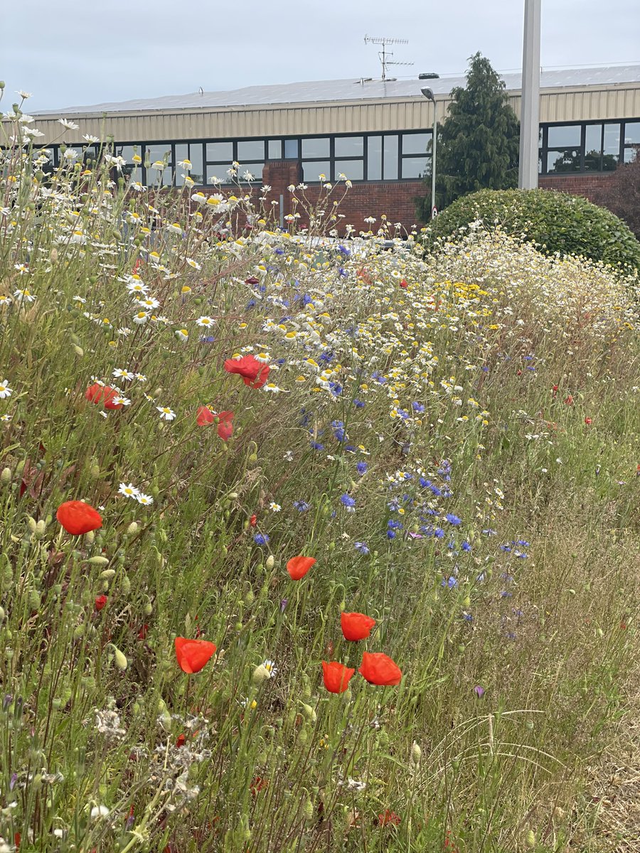 CountyGrounds's tweet image. Lovely to see all the wild flowers we sowed at South West Water HQ in full bloom @PennonGroup