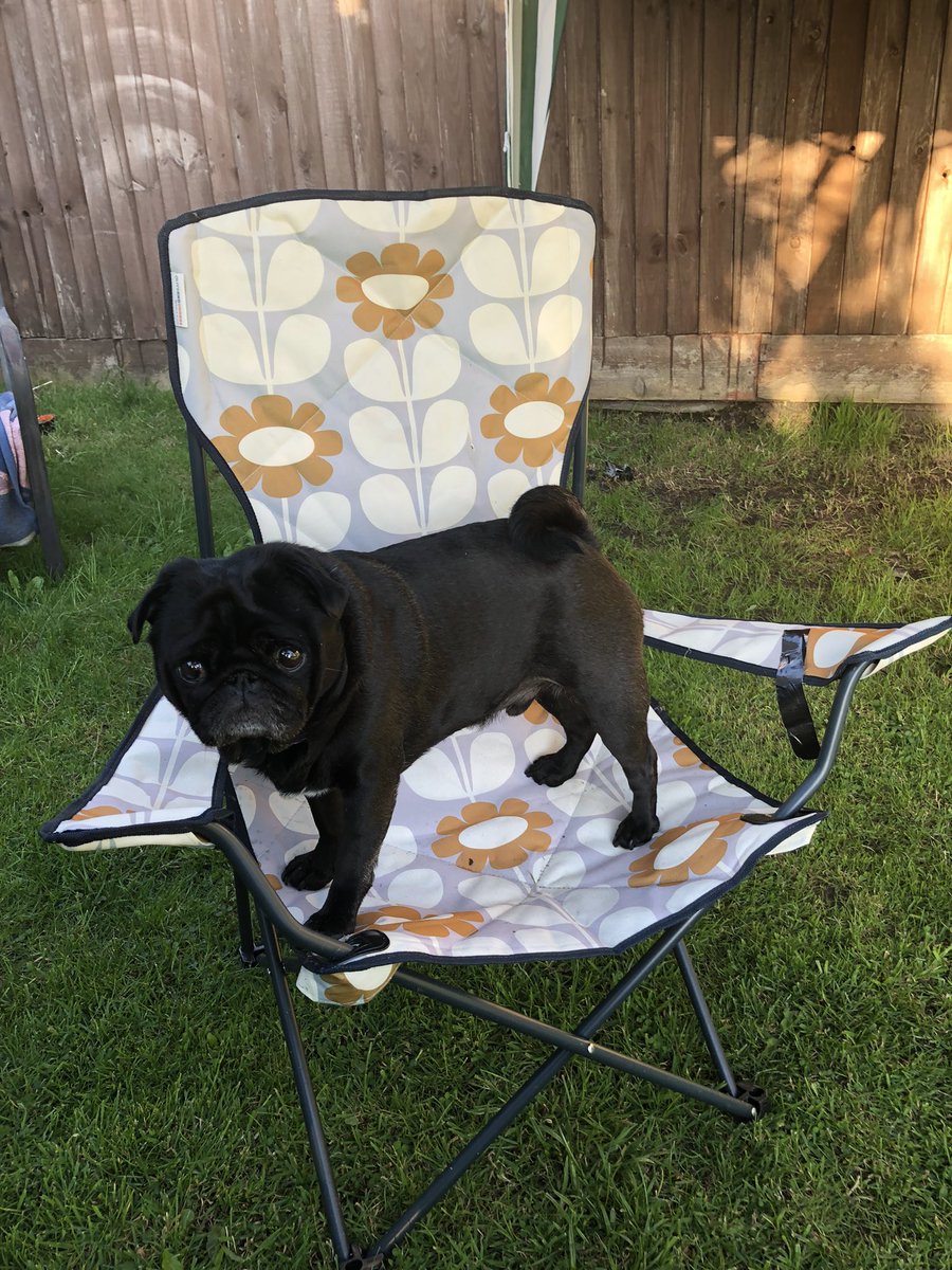 We like Mums chair as soon as she gets up we are in it 🤣🤣🤣🤣#OrlaKiely #Pug #PugLife #SunnyPoole #Poole ❤️