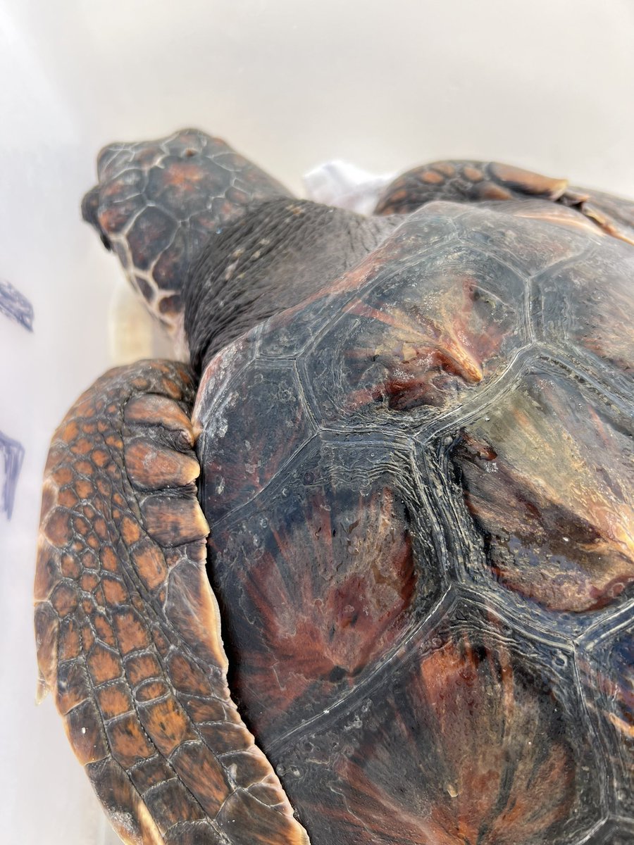 ajcapdepera tweet media