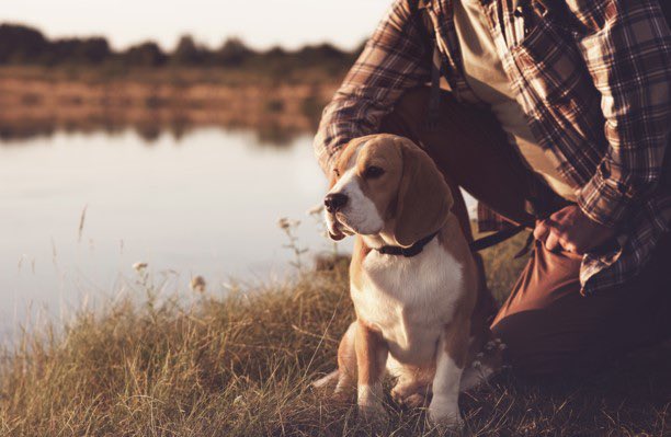 ProfPeel's tweet photo. 🗣Online 🐾interviewees🐾 wanted 
*Do you have a dog/s 🐶 and can spare an hour to talk about your experiences?*
Please get in touch via https://t.co/XJM2Dewy8O 
#Men and/or #BAME people and/or people with #dementia or their supporters especially encouraged to participate 🐕🦮🐕‍🦺 https://t.co/51vVs8dfjm