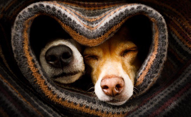 ProfPeel's tweet photo. 🗣Online 🐾interviewees🐾 wanted 
*Do you have a dog/s 🐶 and can spare an hour to talk about your experiences?*
Please get in touch via https://t.co/XJM2Dewy8O 
#Men and/or #BAME people and/or people with #dementia or their supporters especially encouraged to participate 🐕🦮🐕‍🦺 https://t.co/51vVs8dfjm