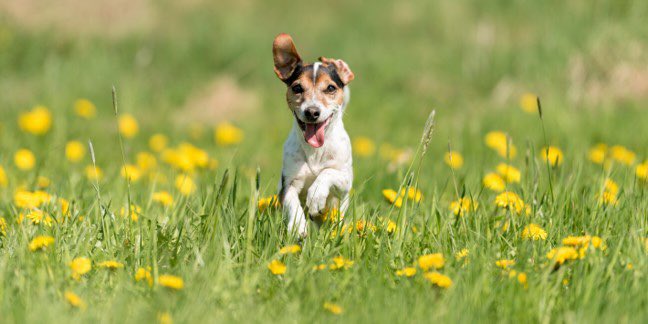 ProfPeel's tweet photo. 🗣Online 🐾interviewees🐾 wanted 
*Do you have a dog/s 🐶 and can spare an hour to talk about your experiences?*
Please get in touch via https://t.co/XJM2Dewy8O 
#Men and/or #BAME people and/or people with #dementia or their supporters especially encouraged to participate 🐕🦮🐕‍🦺 https://t.co/51vVs8dfjm