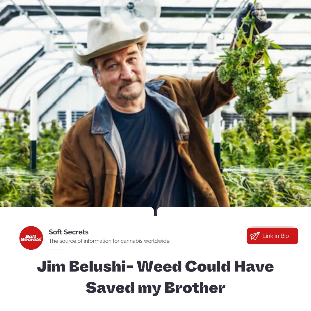 SoftSecrets1's tweet photo. Jim Belushi believes his brother, John Belushi, would still be alive if he had been a weed smoker. Jim, who now runs a pot farm in the legal state of Oregon, lauded the benefits of #cannabis during an interview for his TV show, #GrowingBelushi. 

➡️ https://t.co/kllinKBpZE https://t.co/ggpa3WdxOg