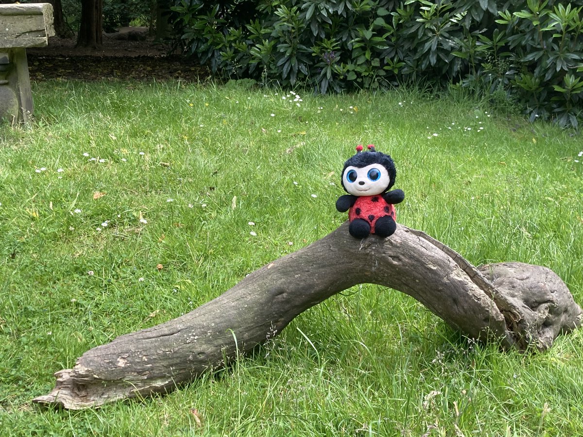 GennaRowbotham's tweet photo. Feeling grateful β€οΈ for this lovely review for 'Lottie the Ladybird's Adventure'. πππhttps://t.co/kX4o5eORzB Now available from your favourite bookstore or my online shop - https://t.co/xMXqjwtEbl #caabpublishing #BookReview #adventure #ladybird #ladybug #friendship #Reading https://t.co/9ZG3dD5FJq