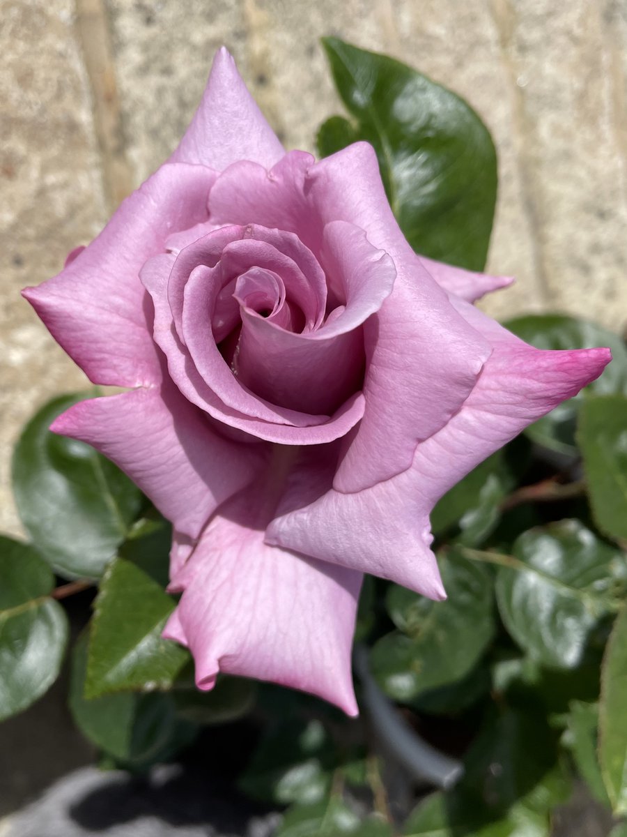 Who knew there was an <a href="/RoyalAirForce/">Royal Air Force</a> Rose?
We though it might be blue, but still, isn’t it beautiful.