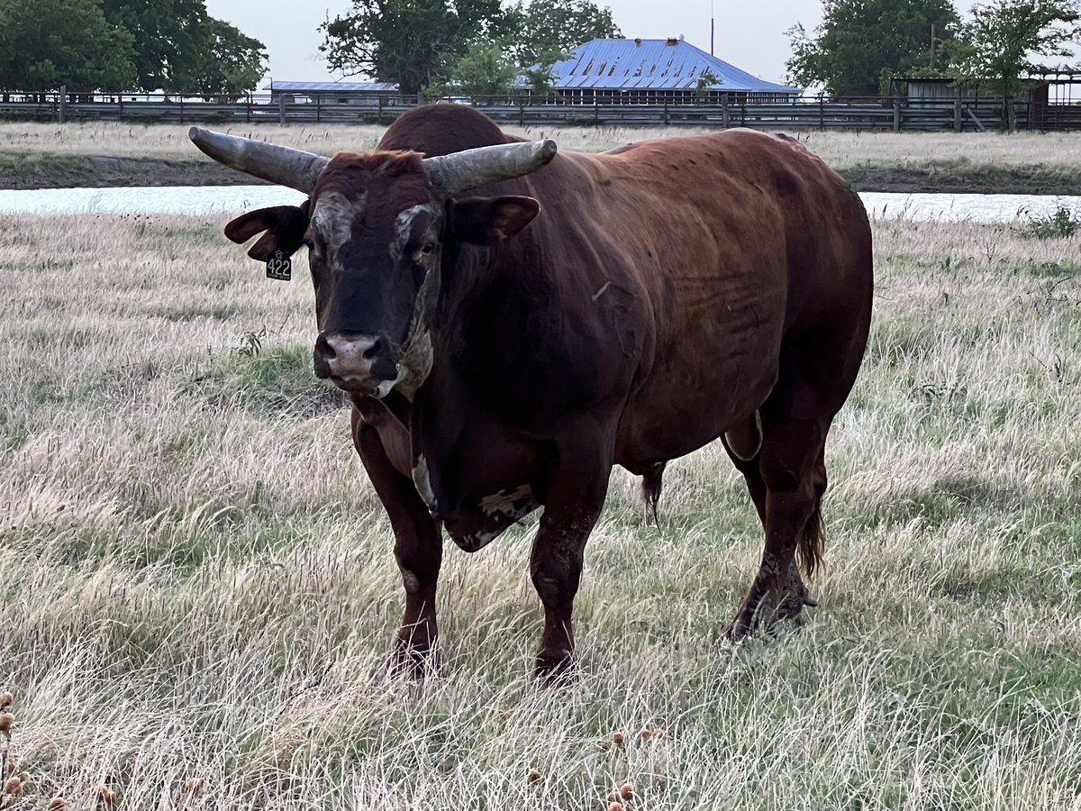 422 Dragon’s Breath of Rafter G Rodeo / <a href="/summergay13/">Summer Gay</a> posted big numbers in Gladewater with a 46 &amp; 46.50 point scores!