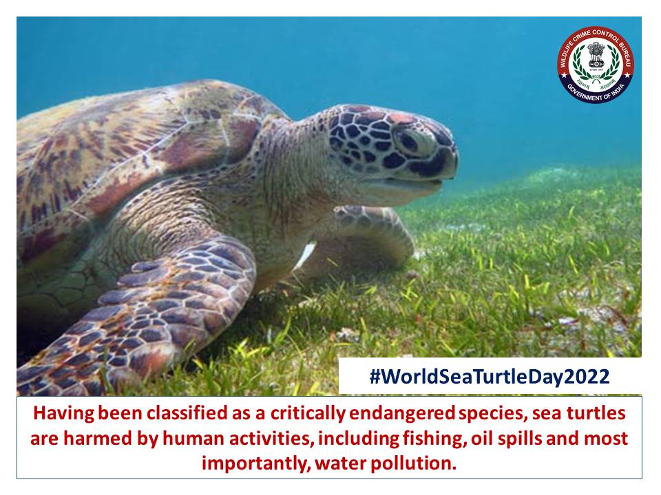 Today is #WorldSeaTurtleDay. Take a pledge to spread awareness about the #seaturtles and stop the destruction of #marine ecosystem. 

Save them before it gets too late.  

#SEATURTLEDAY #turtles