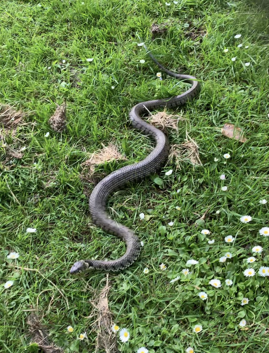 Carl Vernon tweet media