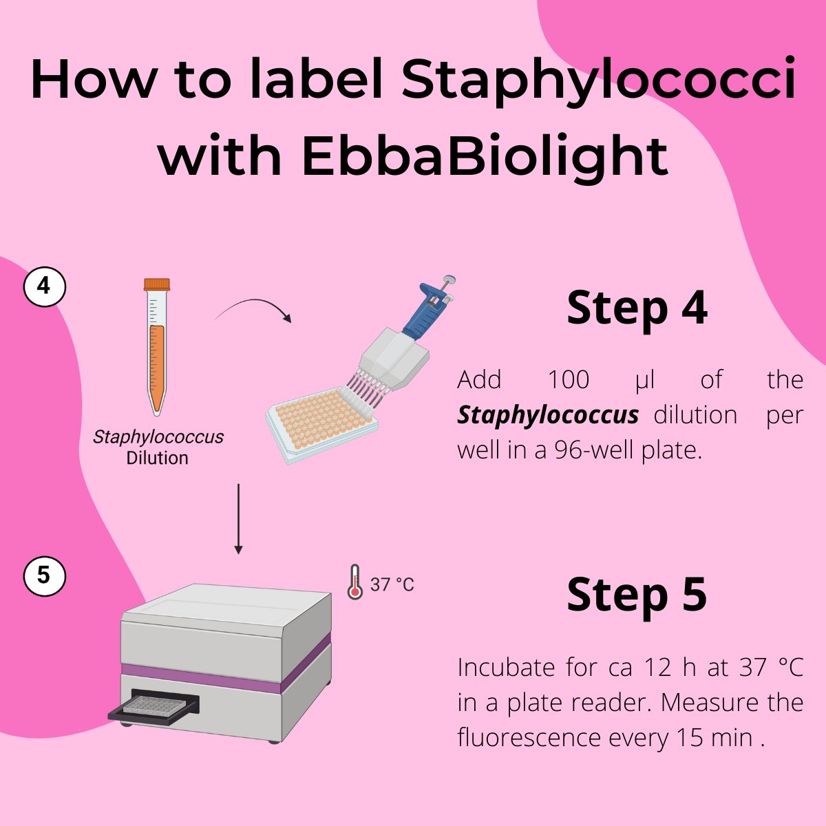 EbbaBiotech's tweet photo. Need more inspiration to use the EbbaBiolight molecules? Check out our simple method to label Staphylococci! 🦠🌈

#microbiology #staining #imaging https://t.co/eRaF76DvWS