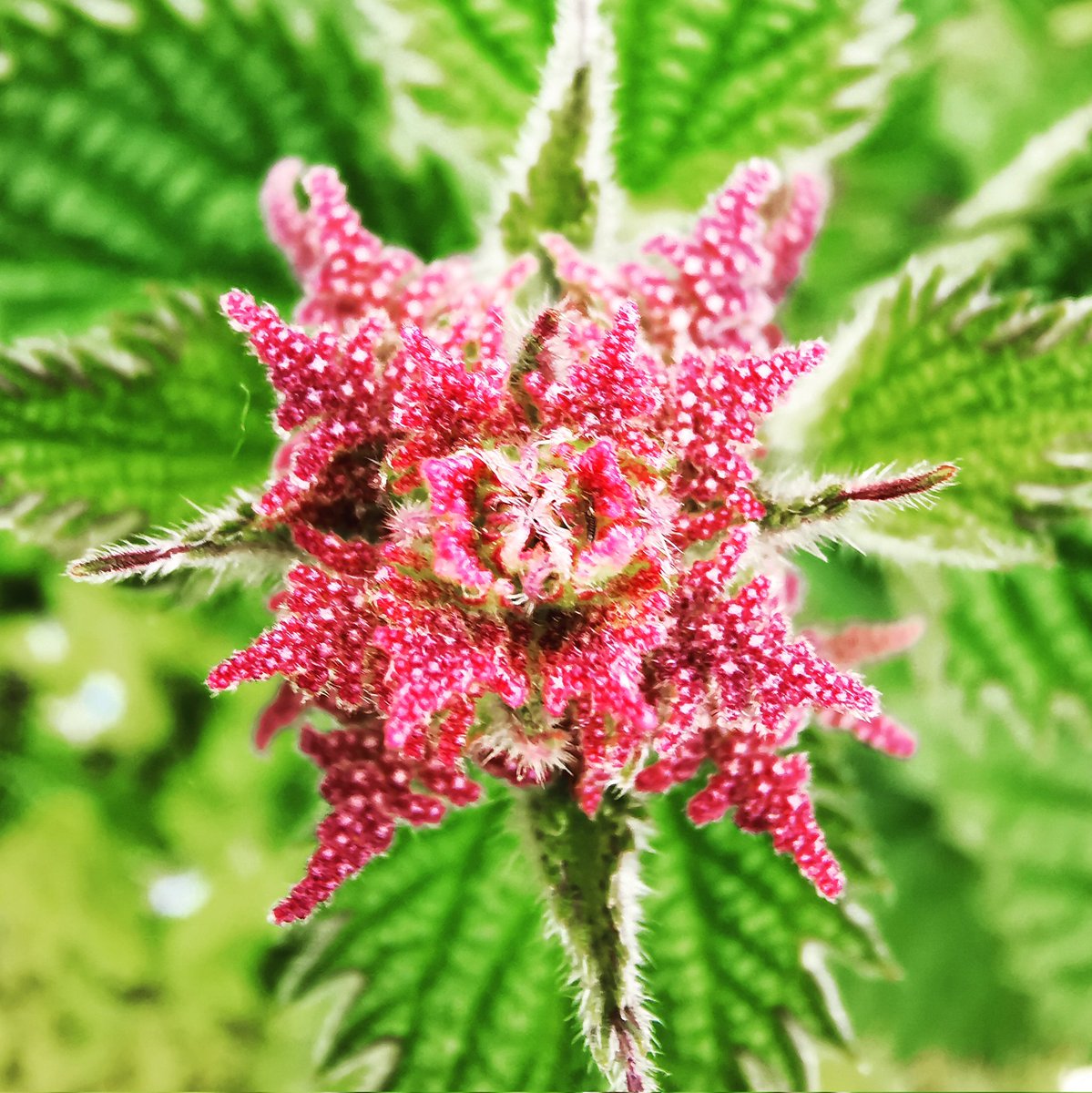 Back_ToThe_Wild's tweet photo. Nettle has its own quiet beauty to behold. Humans are now beginning to remember what a great ally this plant has always been to us. 

Nature-lover, St Kevin, was said to have jumped into a bed of beetles every morning in Glendalough, Wicklow.

#wildflowers #nettle #plants #herbs https://t.co/OLoUKAFYj9