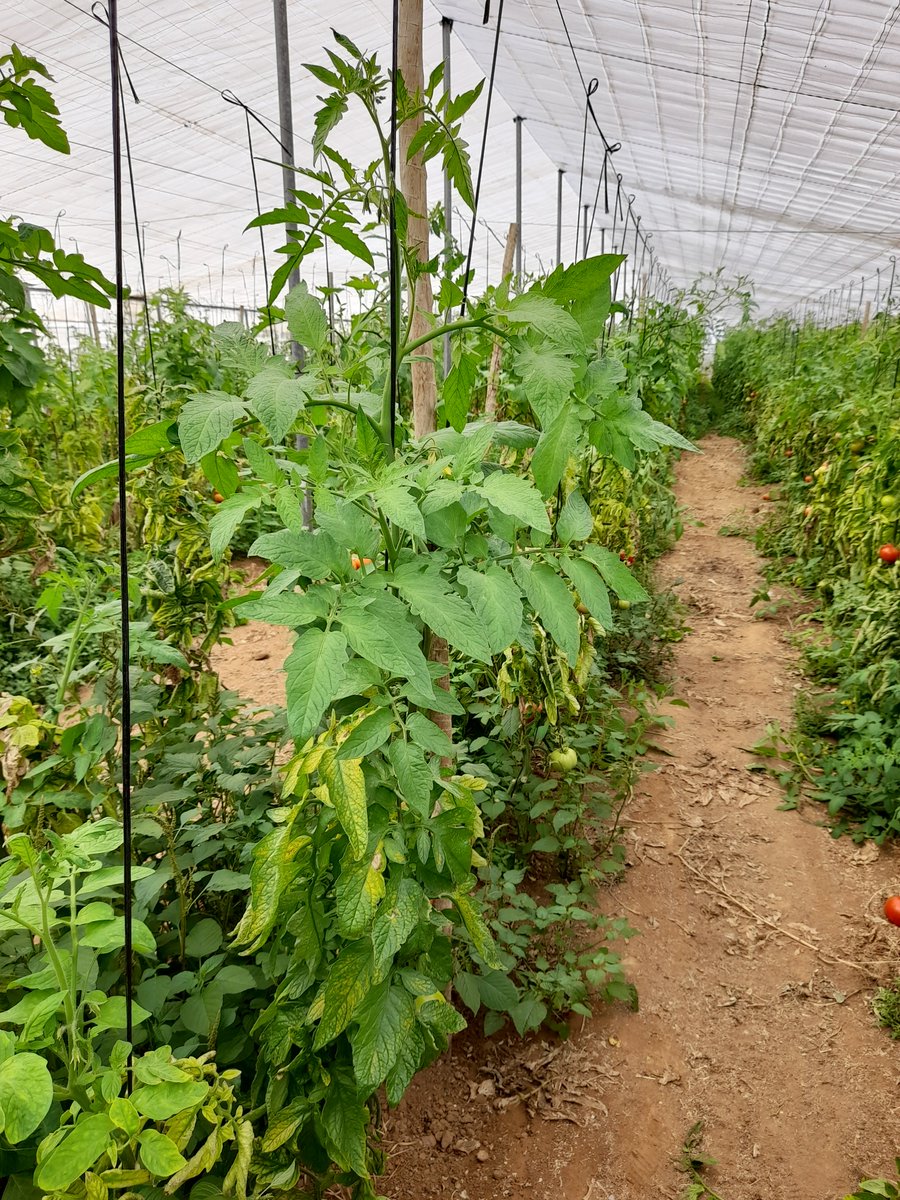 BiorizonBiotech's tweet photo. Este es el resultado tras un tratamiento con #Biohumic16, #SoilActiveNK, #Photopower y #MicrotechTriple en #tomate con importantes carencias de #hierro y #magnesio haciendo renacer la planta con vigor. Más info👉https://t.co/jQmHEabkwH y https://t.co/OnJdJdyXOP https://t.co/vr56Ff1p0A