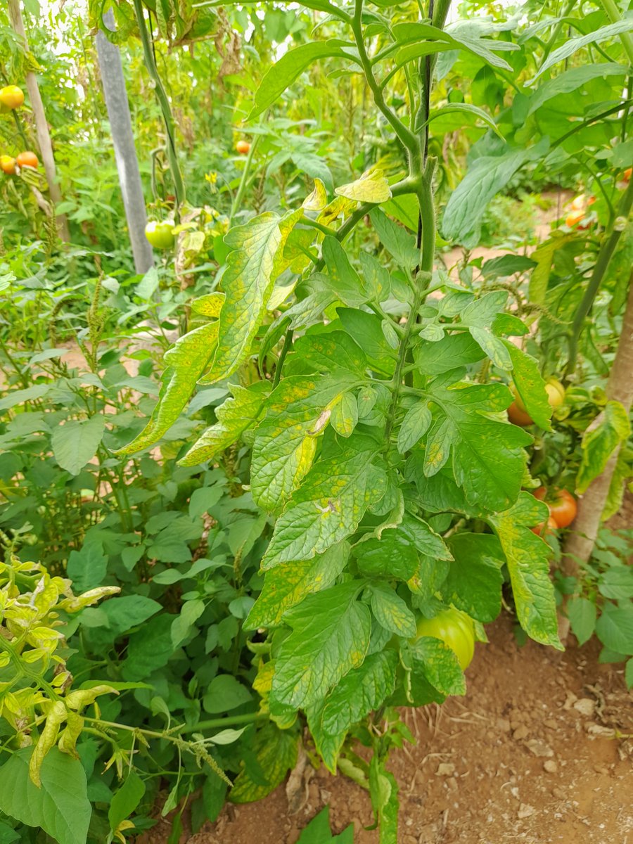 BiorizonBiotech's tweet photo. Este es el resultado tras un tratamiento con #Biohumic16, #SoilActiveNK, #Photopower y #MicrotechTriple en #tomate con importantes carencias de #hierro y #magnesio haciendo renacer la planta con vigor. Más info👉https://t.co/jQmHEabkwH y https://t.co/OnJdJdyXOP https://t.co/vr56Ff1p0A