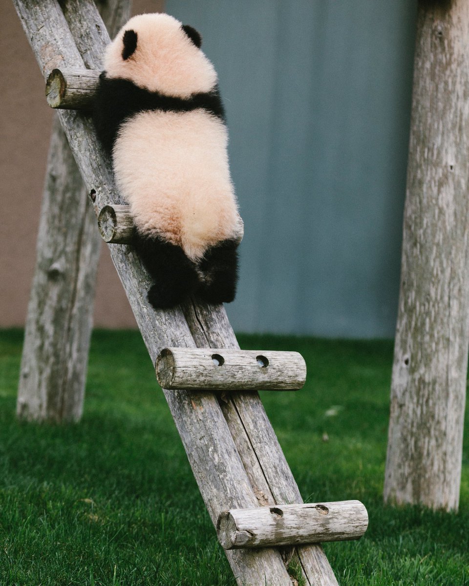 Twitter এ Hello Panda Book 拙著 Hello Little のアイコン的写真の1枚 彩浜 の後ろ姿 Hello 彩浜 Pandamental Hellopandato Panda パンダ T Co D5qthg4xxj ট ইট র