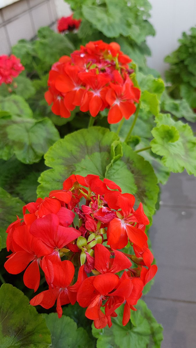 flower_time7's tweet photo. #sardunia #balcony #beatiful #flowers #colors #art #spring #summer #fotografia 🌿🌸 https://t.co/nxH0KIZonR