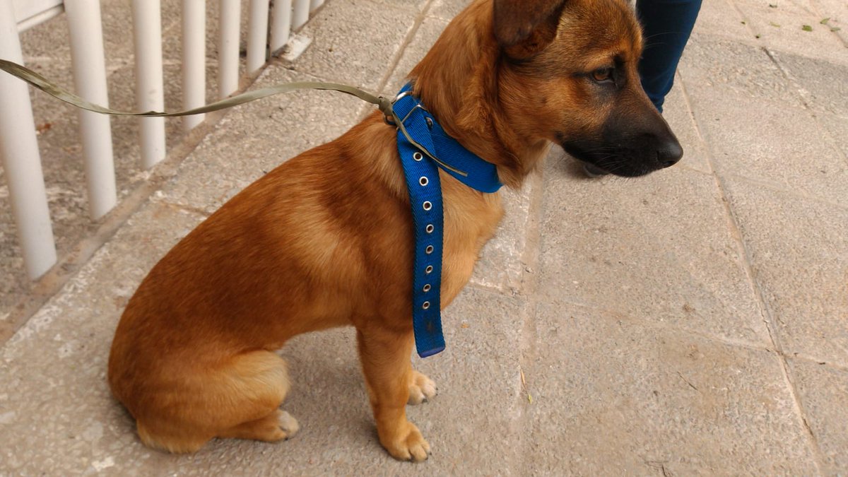 _wachinna's tweet photo. Lo tiraron de un auto hace un rato en Floresta CABA, parece cachorron (5/6 meses) y está súper asustado... Busca subirse a cualquier auto 💔.
Porfa compartan por si lo están buscando, en una de esas le robaron el auto a los dueños y lo descartaron 😖 https://t.co/xOEqtUmCdv