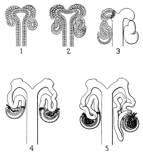 SLienkamp's tweet image. Who published the best drawings of #kidneyDevelopment ever? G. Carl Huber in 1905! We spiked in with some scRNA-Seq insights and resurrected the figure in our Review for @APSPhysiology. Thanks Ruth and @LudovicaRizzo__ !!

journals.physiology.org/doi/full/10.11…