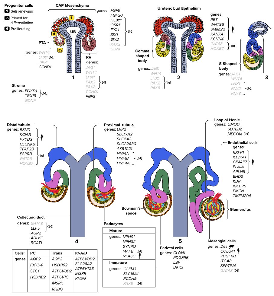 SLienkamp's tweet image. Who published the best drawings of #kidneyDevelopment ever? G. Carl Huber in 1905! We spiked in with some scRNA-Seq insights and resurrected the figure in our Review for @APSPhysiology. Thanks Ruth and @LudovicaRizzo__ !!

journals.physiology.org/doi/full/10.11…
