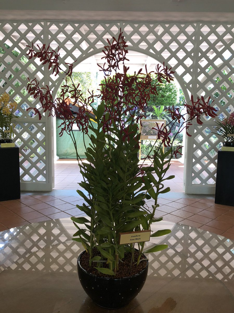eldevinago's tweet photo. It’s not a jungle, it’s a botanical garden @Wondershare #LevelUpAndShare #JungleLevel https://t.co/PhZwsUKdcj
