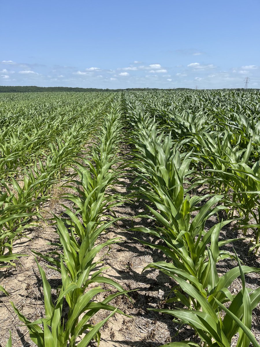 CornDogQuila's tweet photo. You can call it snake oil if you like, but I’d beg to differ. 🌽 ⁦@pivotbio⁩ ⁦@DanBigham⁩ https://t.co/VFjV9JZRGu