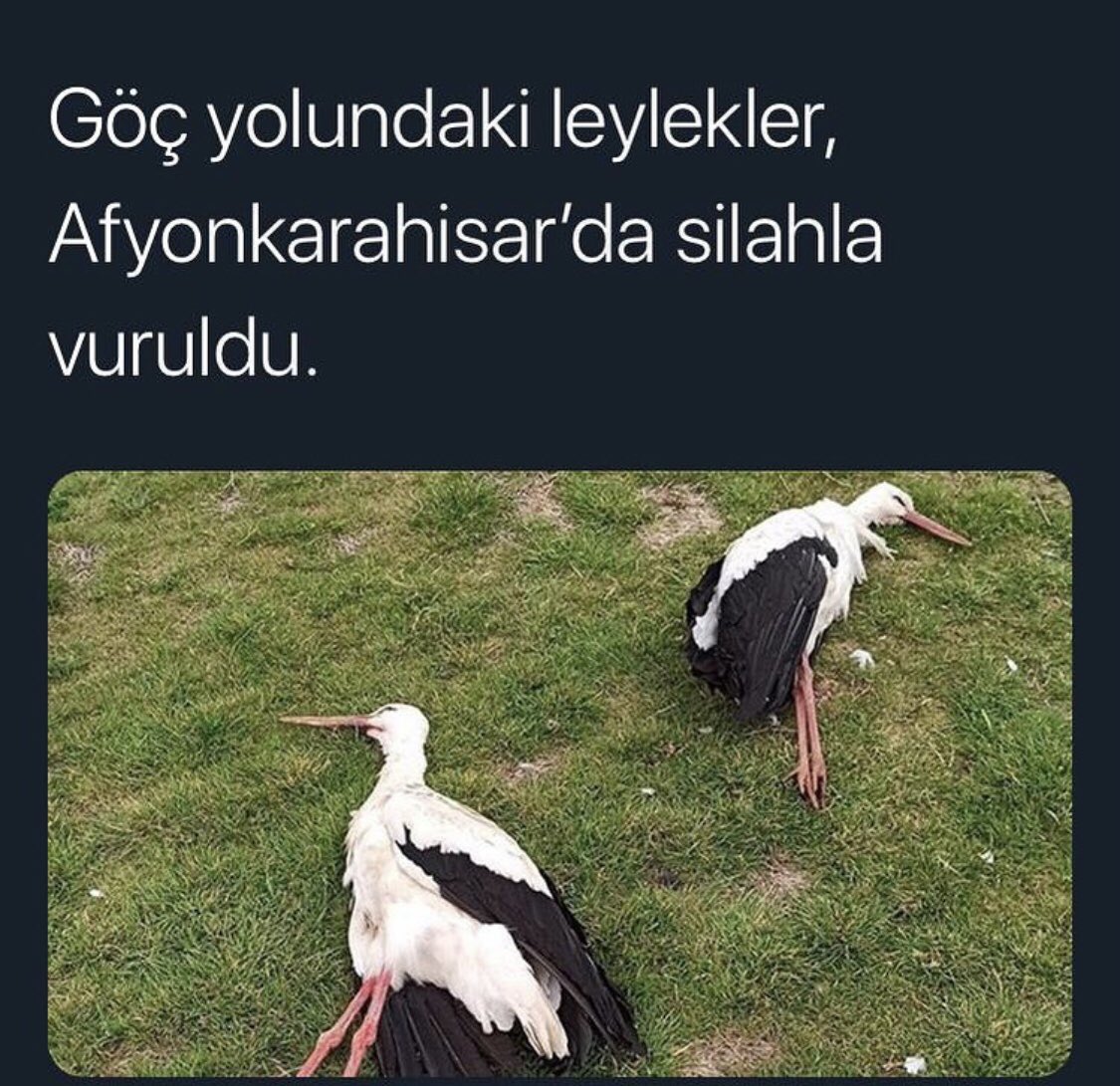 Vicdansızlar :((