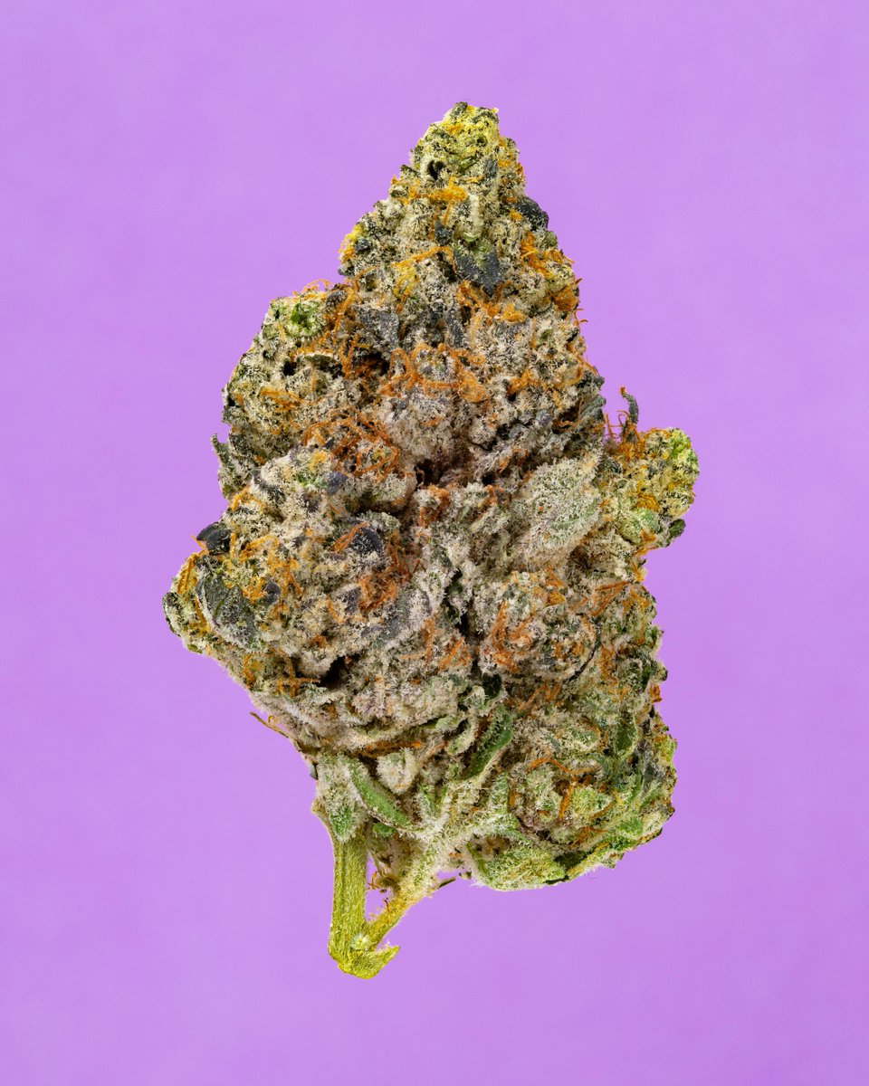 Cookies Lompoc (@cookieslompoc) on Twitter photo Crushed Grape ๐ โฝ๏ธ by <a href="/cookiesglobal/">Cookies ๐ช</a> bringin the earthy pine & gassy grape ๐จ #CookiesLompoc Crushed Grape ๐ โฝ๏ธ by <a href="/cookiesglobal/">Cookies ๐ช</a> bringin the earthy pine & gassy grape ๐จ #CookiesLompoc