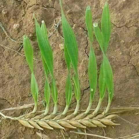 khu_karfo's tweet photo. @DinaAhm96375236 قال أمير المؤمنين علي بن ابى طالب
 كرم الله وجهه
شر عيوبنا اهتمامنا بعيوب الناس https://t.co/bZ2zC5OQNT