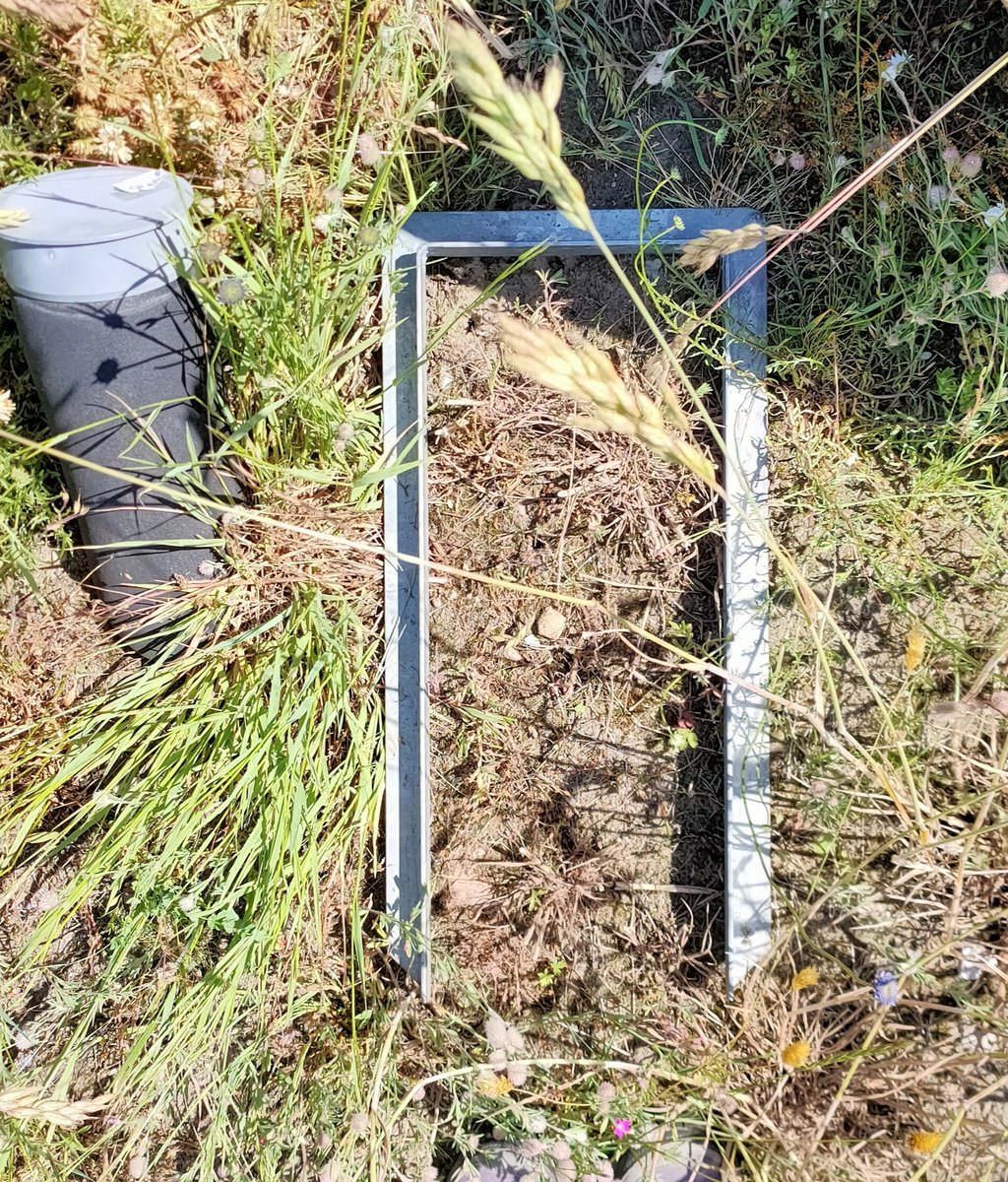 InesACrespo's tweet photo. Harvest completed successfully!  Four full days of field work hand in hand with @BenjaminDelory and our students to collect the biomass from the two sub-experiments of  @POEM_experiment . Lots of plant samples to process but looking forward to seeing the results 🤓 https://t.co/LFDCJKgohk