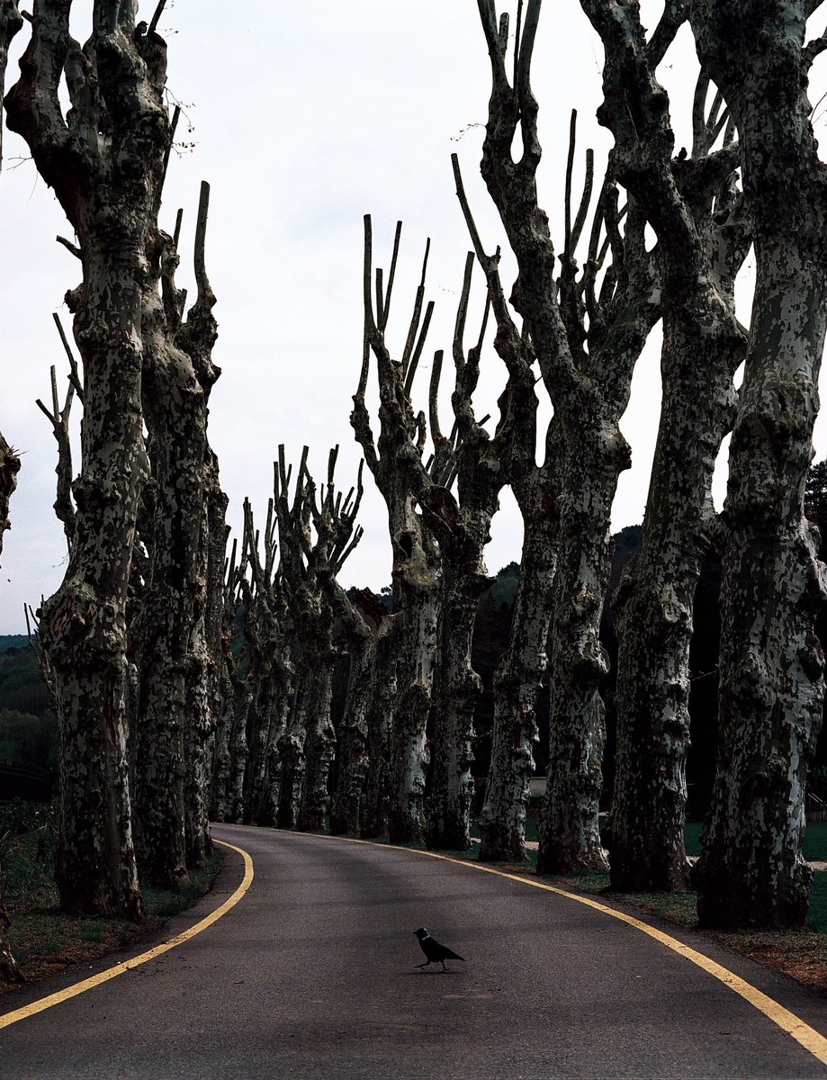 Tekrar eden motiflere aşığım denebilir