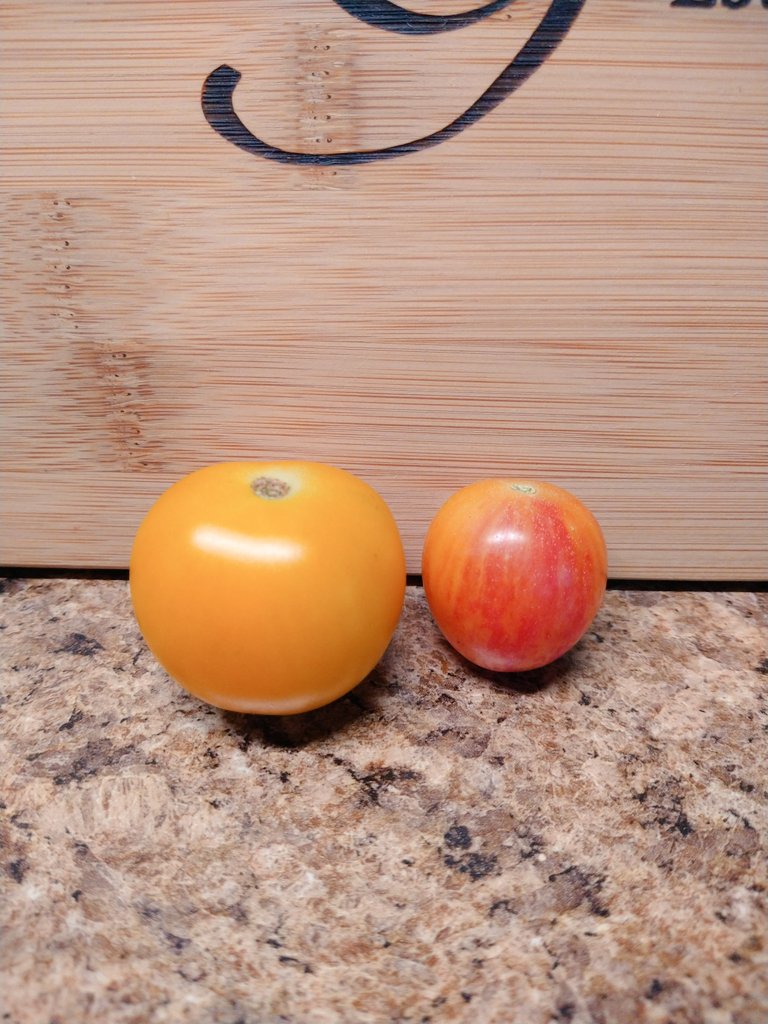 RachelRG's tweet image. The first ripe clementine is chonky one that has dwarfed the sunrise bumblebee. Both are supposed to be cherry sized tomatoes. Weird, but I like it!