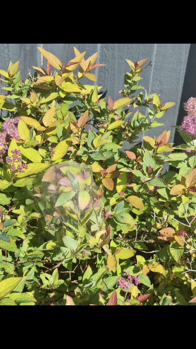 Hello <a href="/BritishSpiders/">BAS</a> any ideas what could have made this web, please?