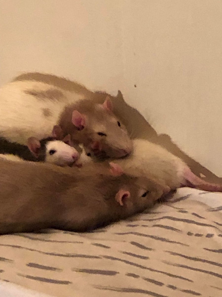 RatsBobo's tweet photo. My boys taken a little nap together while they are out free roaming!! 
#fancyrat
#PetRat
#Pets https://t.co/vpcjX0NhCP