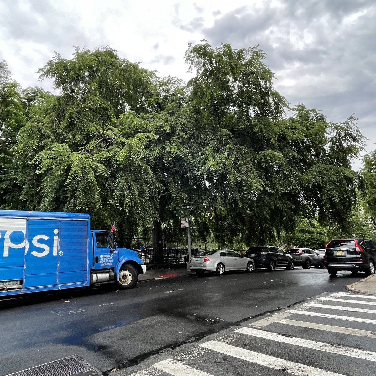 TulisMcCall's tweet photo. .⁦@BrianLehrer⁩ American elm tree. The corner of West 129 and Saint Nicholas Terrace. Part of Saint Nicholas Park. #bltrees #bltree https://t.co/GiKsHm05Xe