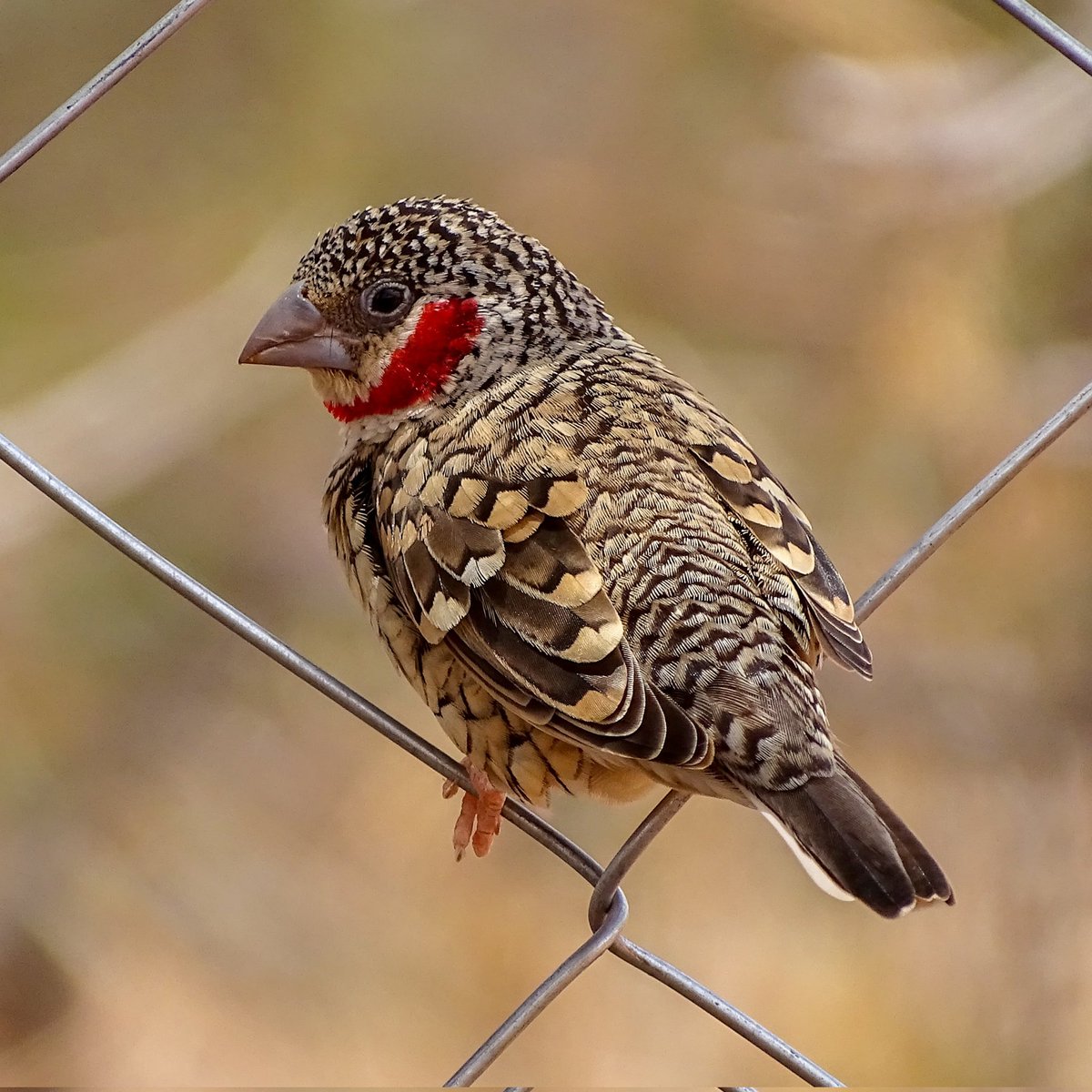 Birding_kenya's tweet photo. Cut-throat Finch
#birds #birdwatching #BirdsSeenIn2022 https://t.co/w5BbuOxQBe