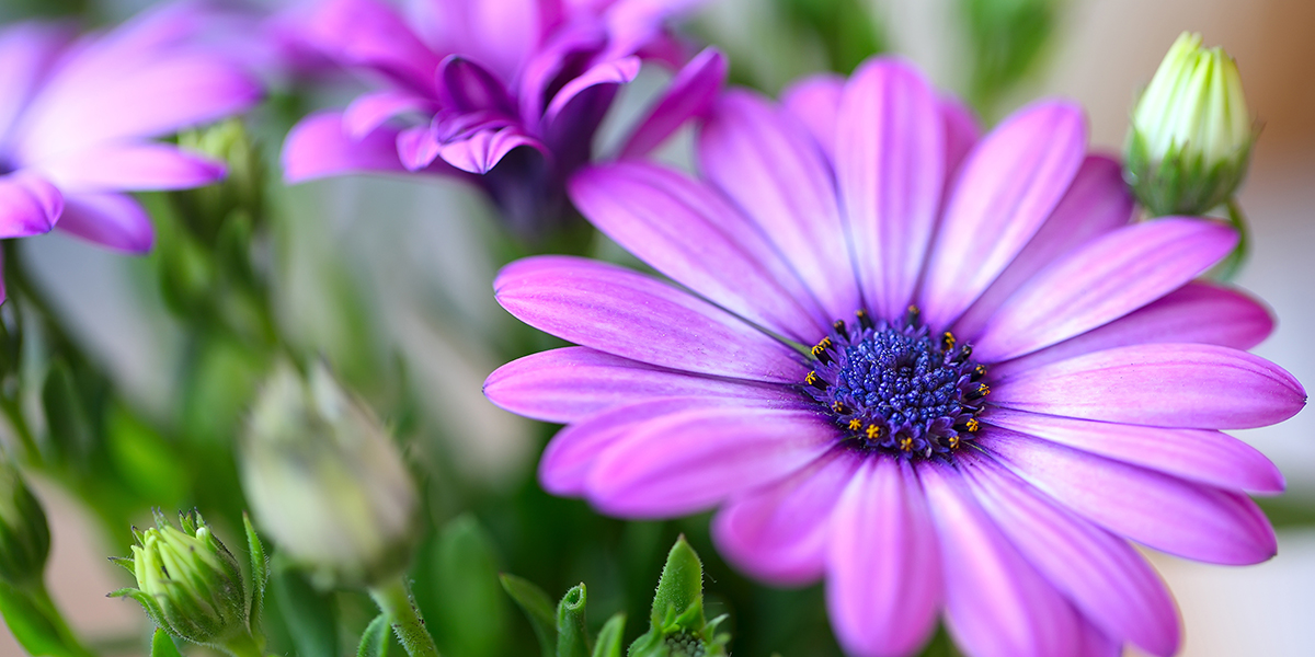 TownofWhitby's tweet photo. Save the Date: the garden tour is coming back!
The Town invites you to explore 11 gorgeous gardens as part of the free #WhitbyInBloom Garden Tour event taking place on Saturday, July 16.
Visit https://t.co/d1vdKsk9ph for more information! https://t.co/zGT3eyJ9Y4