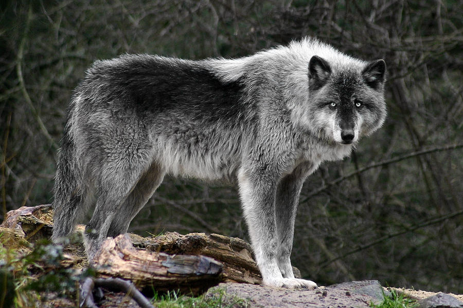 HourlyWolves presents: