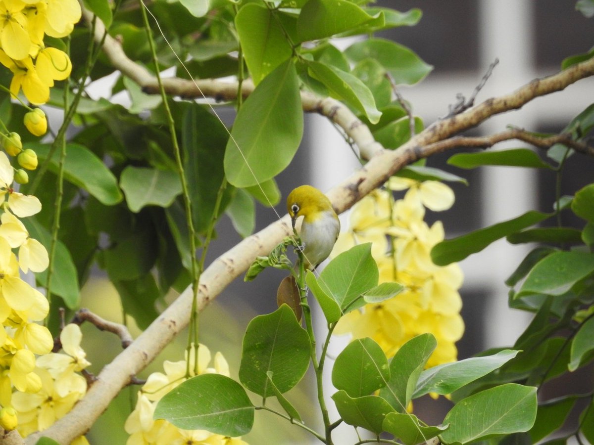 Continuing the Amaltas series- an absolutely enchanting White eye picking insects off the Amaltas.

#WildlifeofDelhi #indiaves #TwitterNatureCommunity