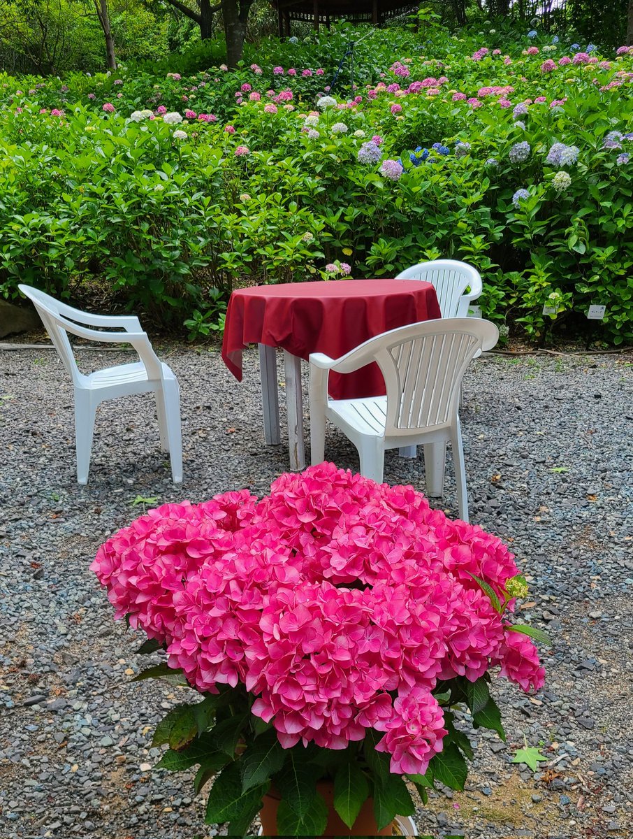 ハウステンボスではあじさい祭が開催されています。5月28日～6月26日まで。無数のあじさいがみごとに手入れされてます。
癒されますよ。
無料ゾーンなので、サウスゲートから行けば時間100円の有料駐車場が使え、平日なら空いてると思います。
分からない方はDMでお伝え可能
huistenbosch.co.jp/event/earlysum…