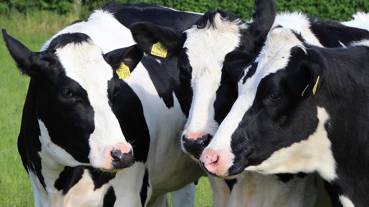 Improving feed efficiency can improve economics and reduce the environmental footprint of dairy production by boosting the economic return for producers, while lowering methane emissions. <a href="/TrouwNutr_GB/">Trouw Nutrition GB</a> looks further into this 👉🏽 pap.social/via