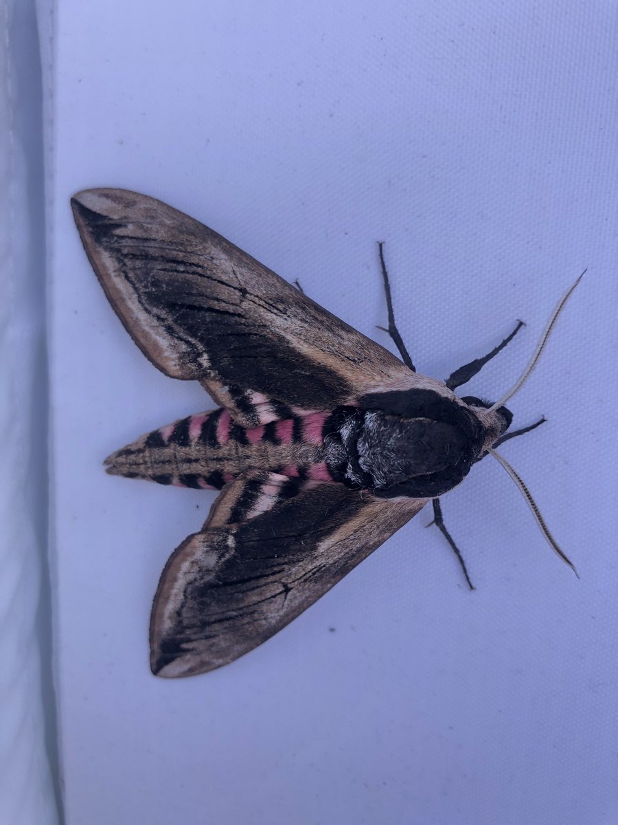 Shallowford Farm tweet media