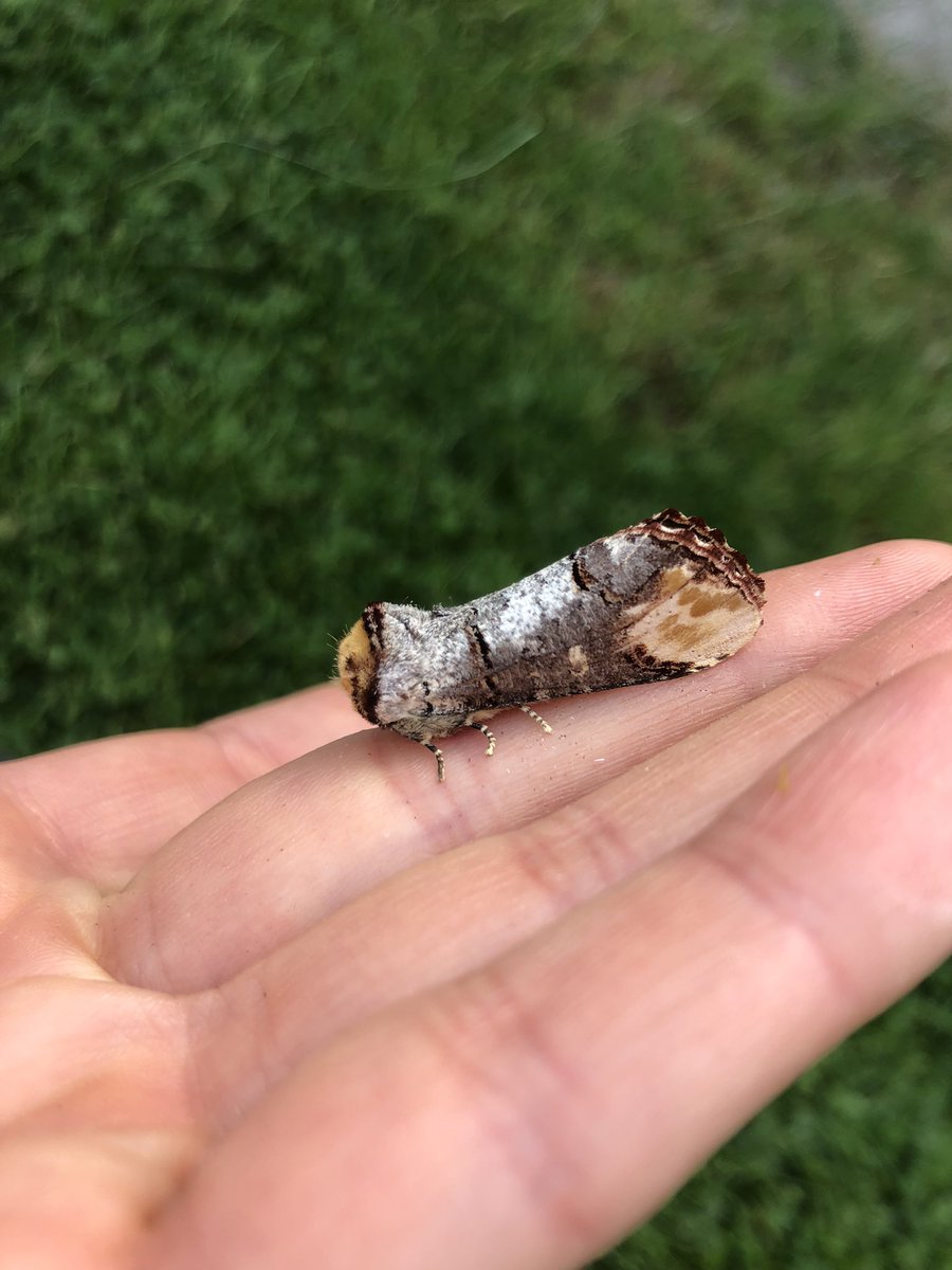 Shallowford Farm tweet media