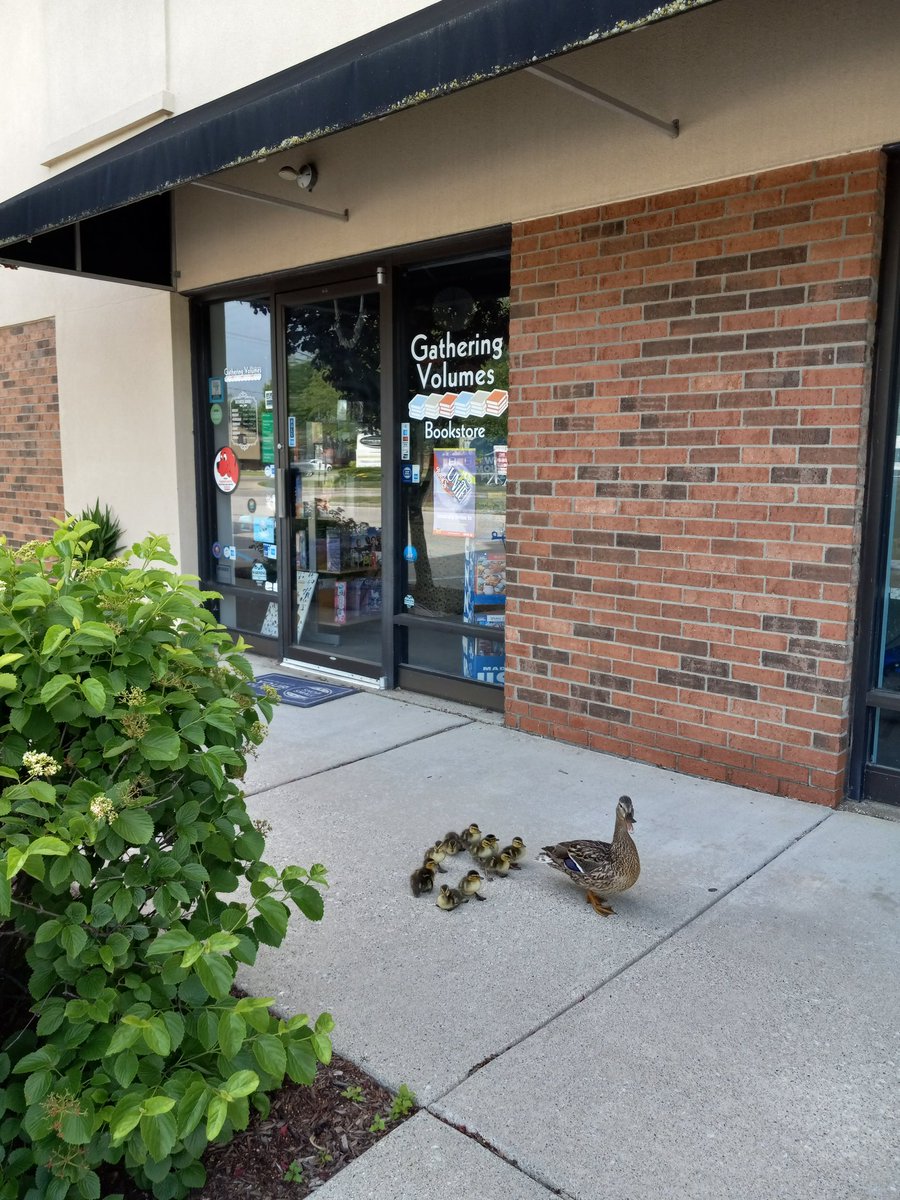 A new family visited us at Gathering Volumes this morning.

#WelcomeToTheNeighborhood