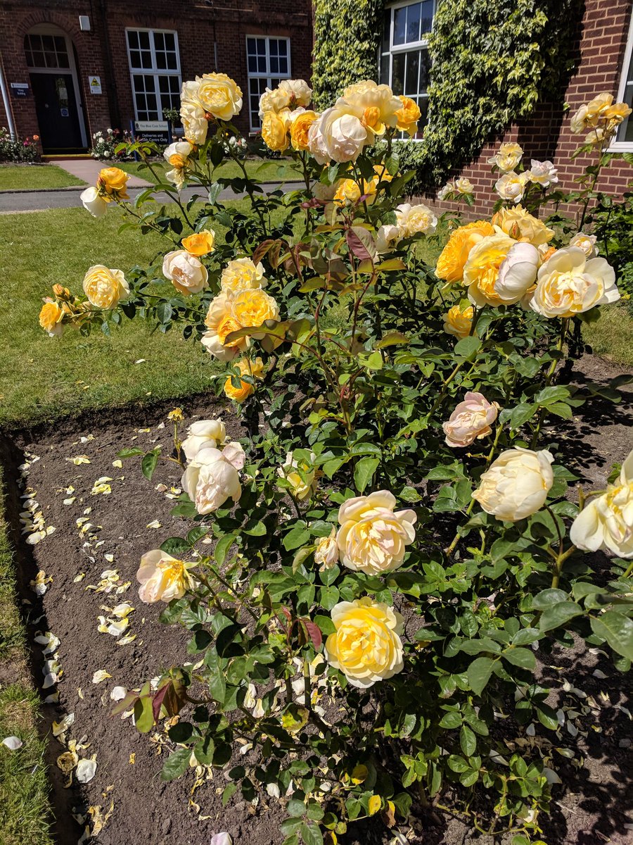 BCS Library (@bcslibrary_) on Twitter photo Not book related but the roses outside Pre-Prep are glorious in the sunshine today!! Pupils & staff are so lucky to work amongst such beauty <a href="/bcsbirmingham/">The Blue Coat School</a> Not book related but the roses outside Pre-Prep are glorious in the sunshine today!! Pupils & staff are so lucky to work amongst such beauty <a href="/bcsbirmingham/">The Blue Coat School</a>