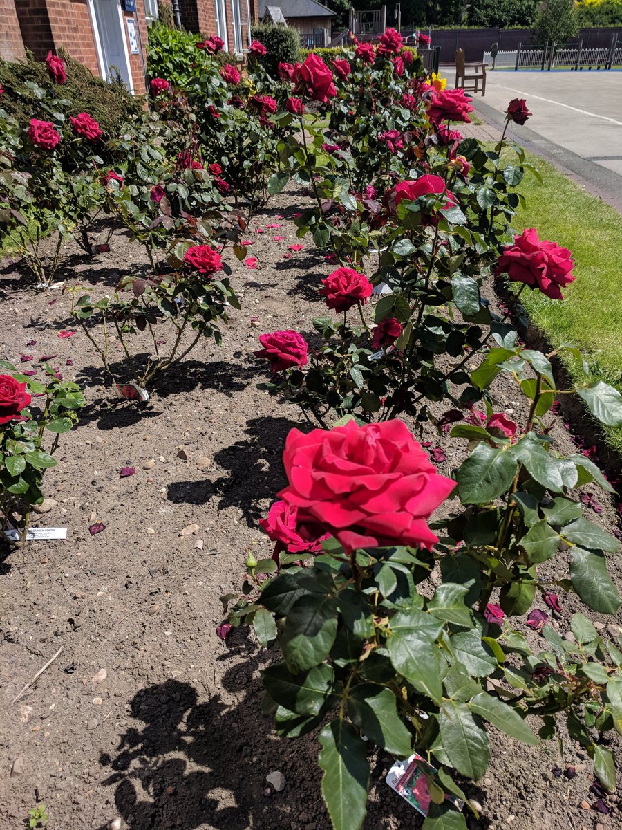 bcslibrary_'s tweet photo. Not book related but the roses outside Pre-Prep are glorious in the sunshine today!! Pupils &amp; staff are so lucky to work amongst such beauty @bcsbirmingham https://t.co/gxLuJ8ncIk