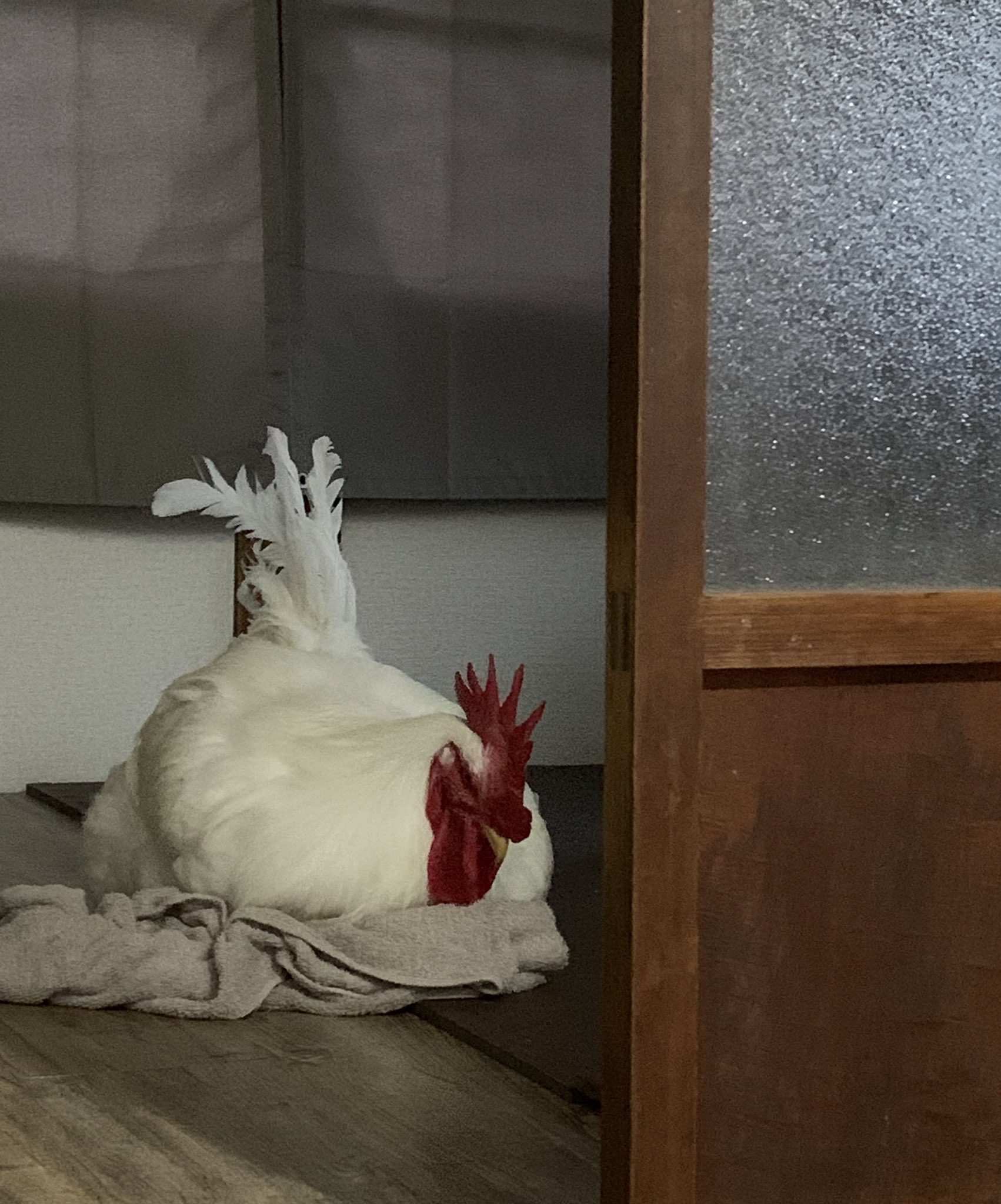 ニワトリは飼うと可愛い Twitter Search Twitter