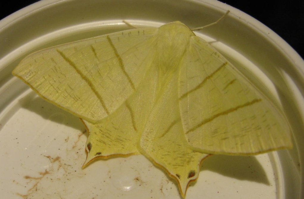 Taking a break from micro-moth ID, here are two of the larger moths that visited the #WildAboutWarnham moth trap last night! A stunning Privet Hawk-moth and a lovely Swallow-tail #MothsMatter