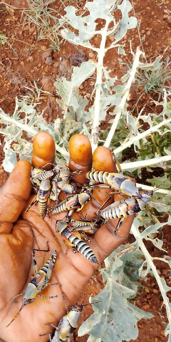 TheRealPA's tweet photo. Todays site for @KammparKE was a shamba that has been destroyed by some type of grasshopper.... Anyone seen these before? Anyways call us and don't suffer in silence #IkoKaziKE https://t.co/mixgWm93xQ
